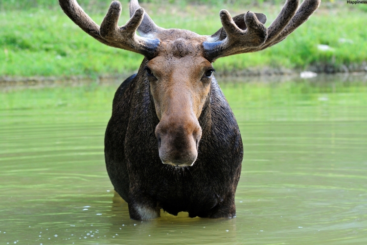 Moose is standing in the water
