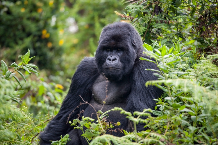 Mountain Gorilla is sitting between plants