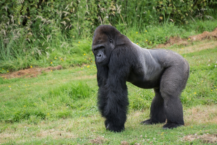Mountain Gorilla is standing alone in forest