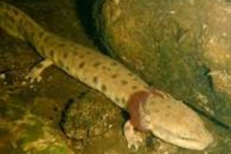 Mudpuppy is in the water