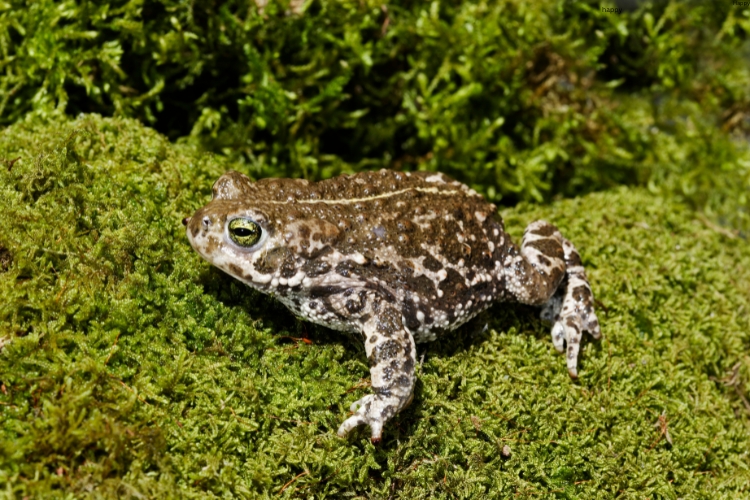 Natterjack Toad is walking on green area