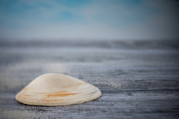 Ocean Quahog is on the beach