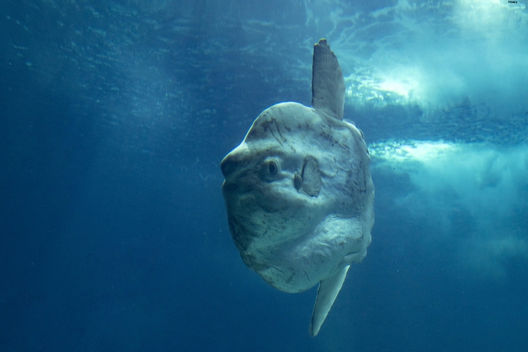 Ocean Sunfish in sea