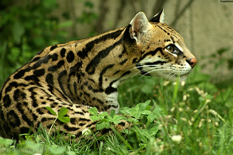 Ocelot is sitting on the grass