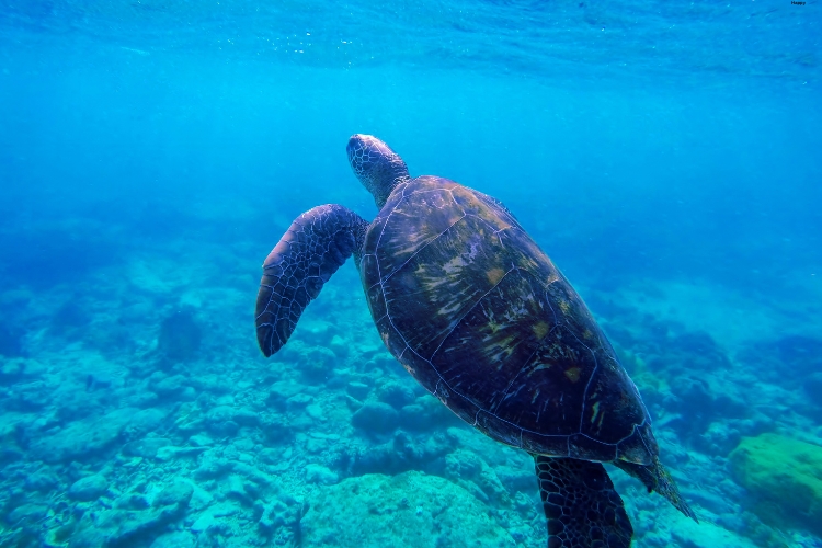 Olive Ridley Sea Turtle is swimming in the sea