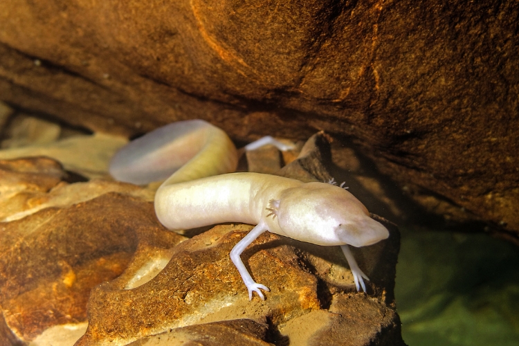Olm is on the rocks