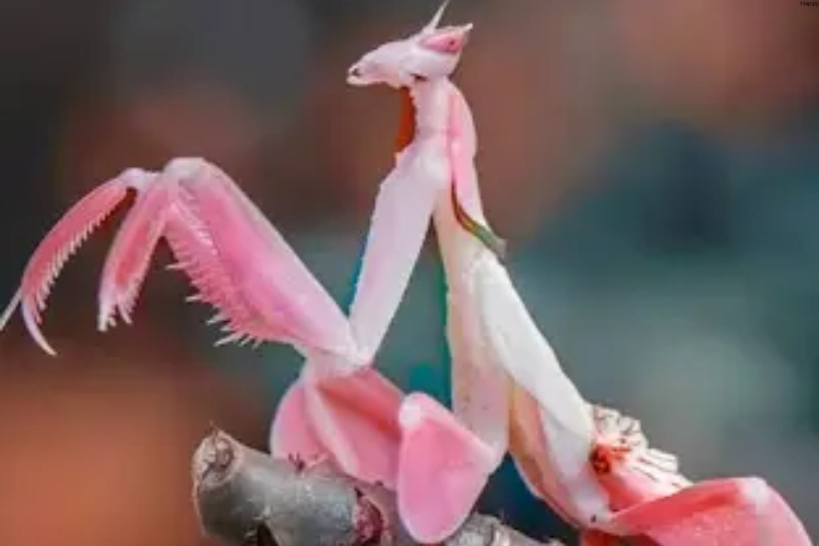 Orchid Mantis is sitting on the branch of tree