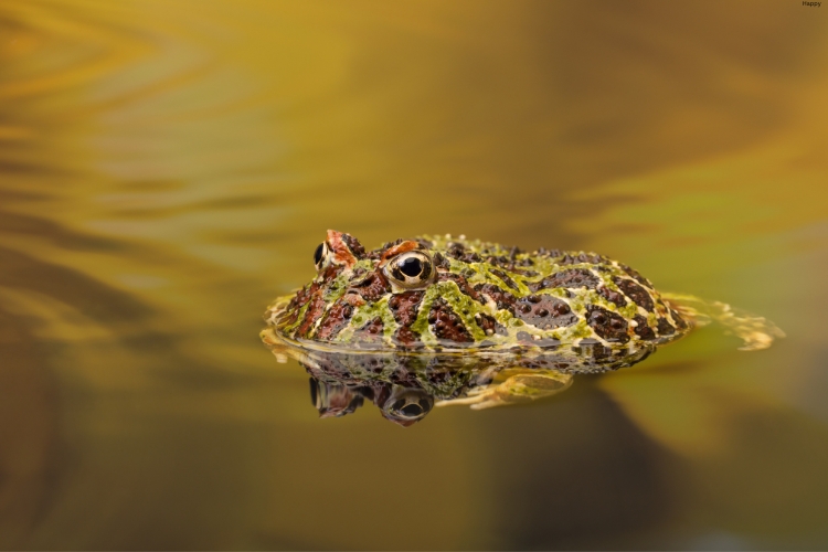 Ornate Horned Frog is in the water