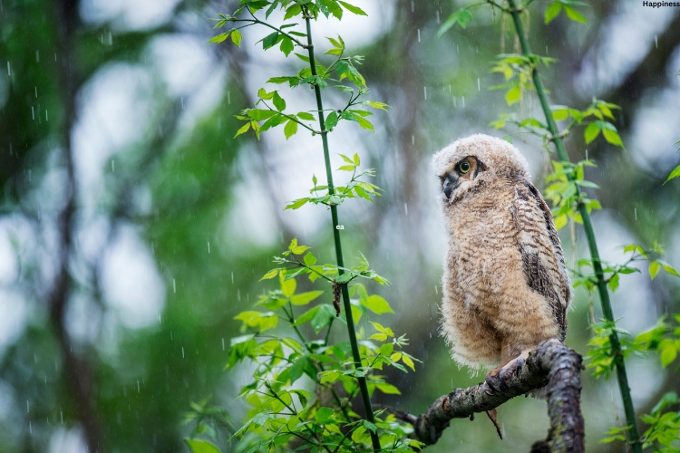 Owlet is sitting on the tree