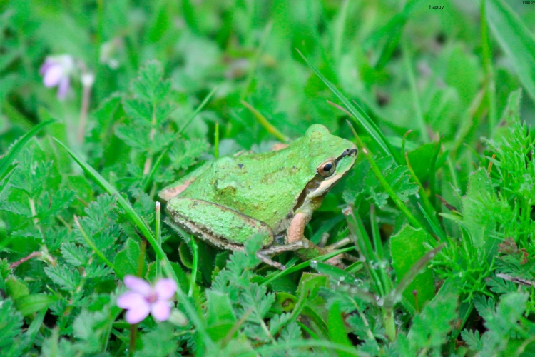 Pacific Chorus Frog is sitting on long grass