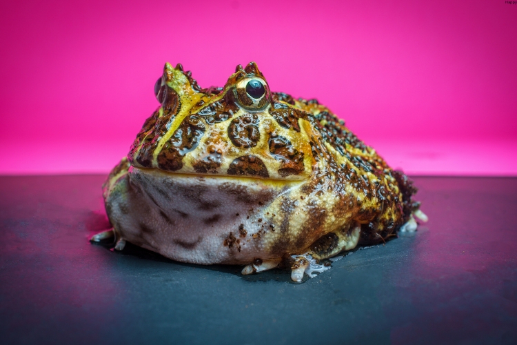 Pacman Frog is sitting