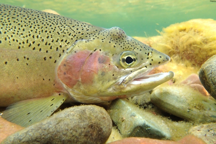 Paiute Cutthroat Trout is ion stones in lake