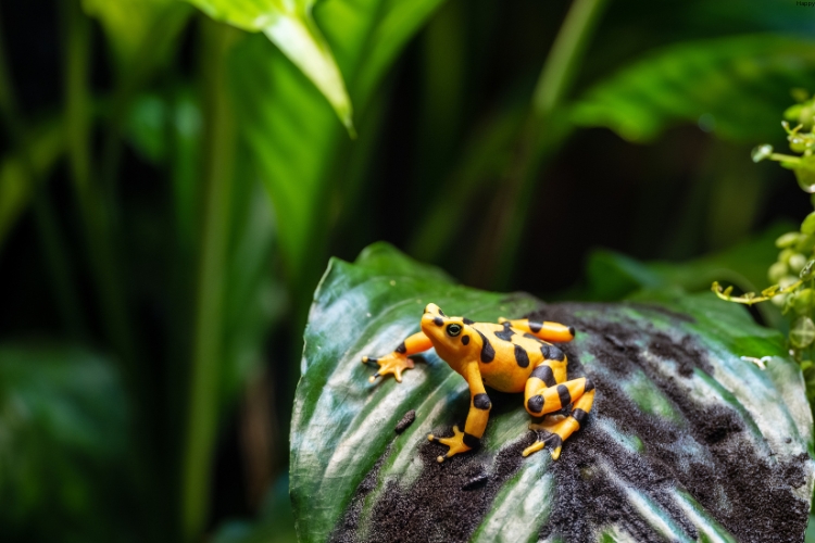 Panamanian Golden Frog is trying to climb a tree