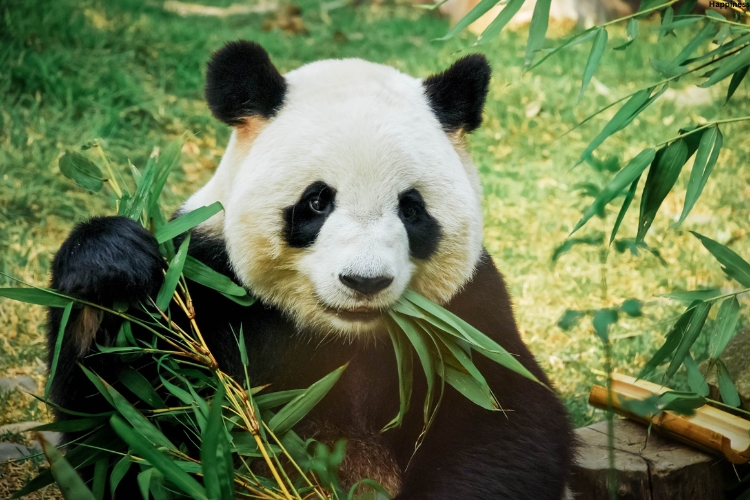 Panda is eating alone