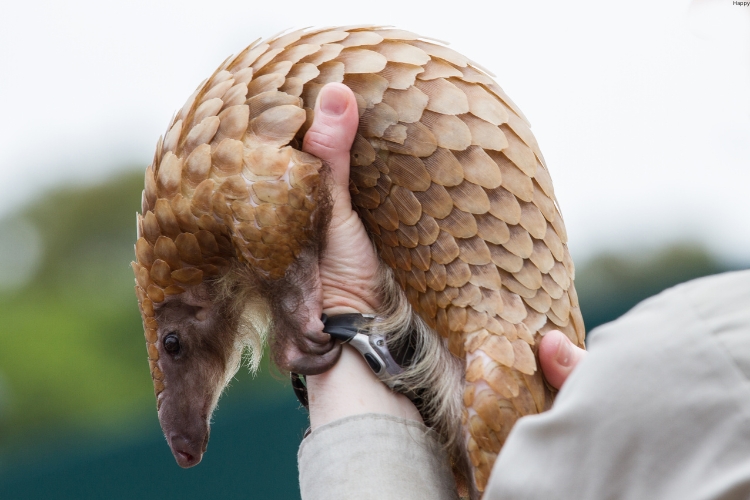 Pangolin is in human hands