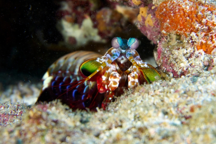 Peacock Mantis Shrimp is in the water