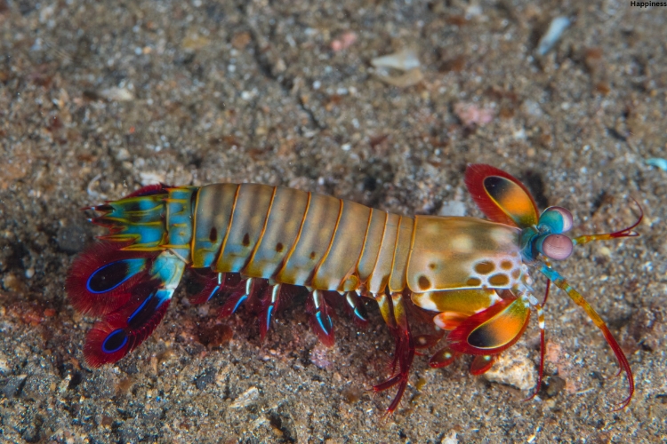 Peacock Mantis Shrimp is in the water