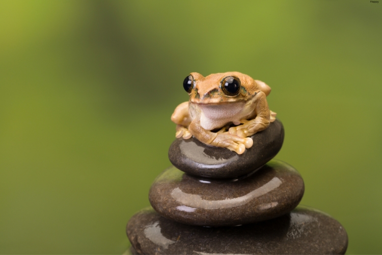 Peacock Tree Frog is sitting in the middle of the water on stone