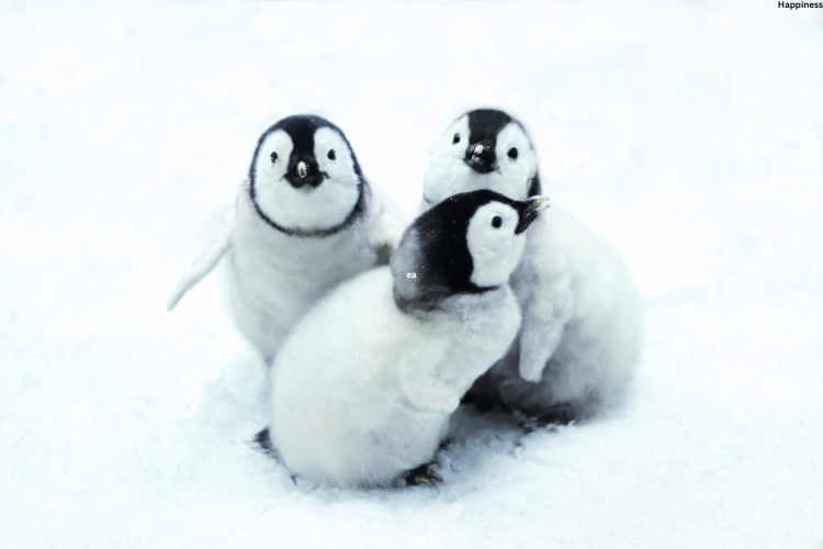 Penguin Chick are sitting on ice