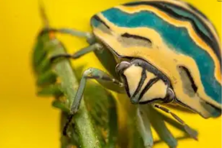 Picasso Bug is on the flower