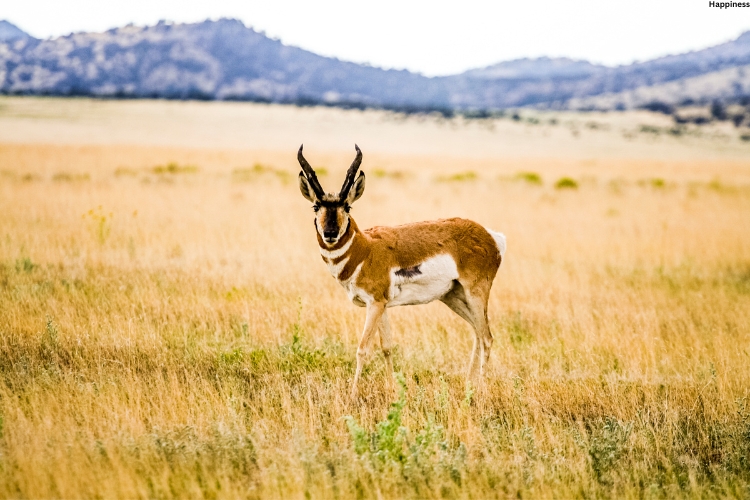 Pronghorn is watching straight while standing