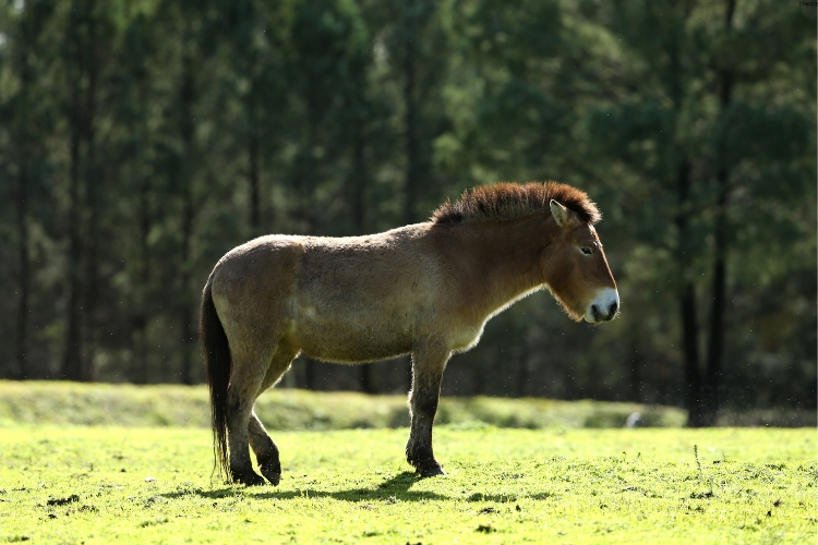 Przewalski's Horse is standing alone