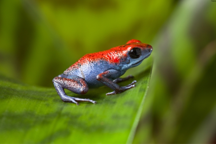 Purple Frog is on the leave