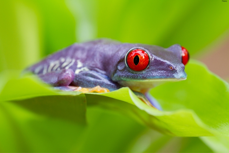 Purple Frog is sitting in leaves