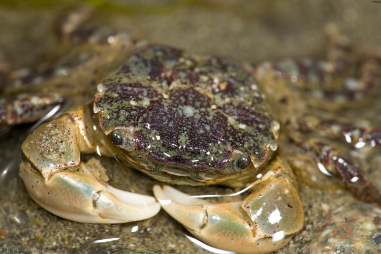 Purple Shore Crab is in little water