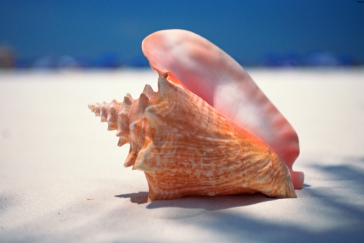 Queen Conch id on beach