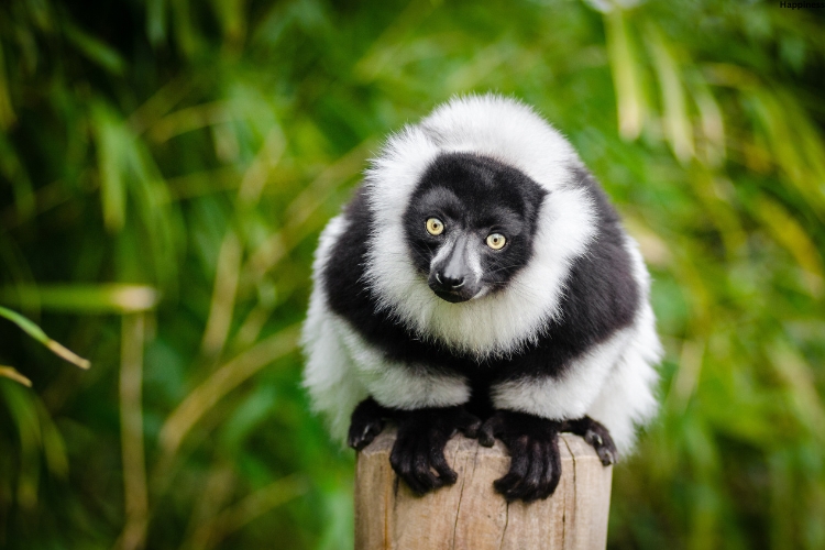 Rainforest Mammal is sitting on tree