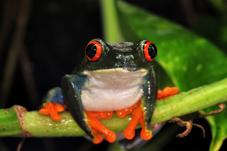 Red-Eyed Tree Frog is sitting on leave