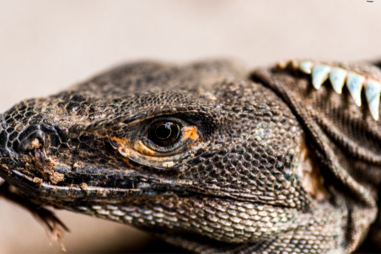 Reptilian is watching somewhere