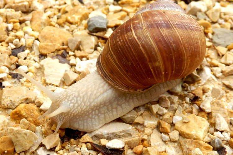 Roman Snail is on stones