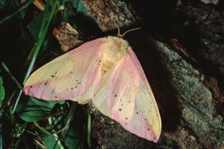 Rosy Maple Moth is on the tree