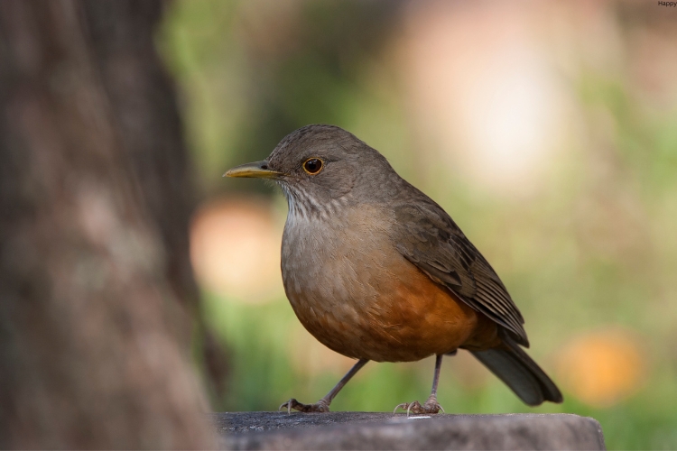 Rufous-bellied Snowfinch ( is sit on big stone
