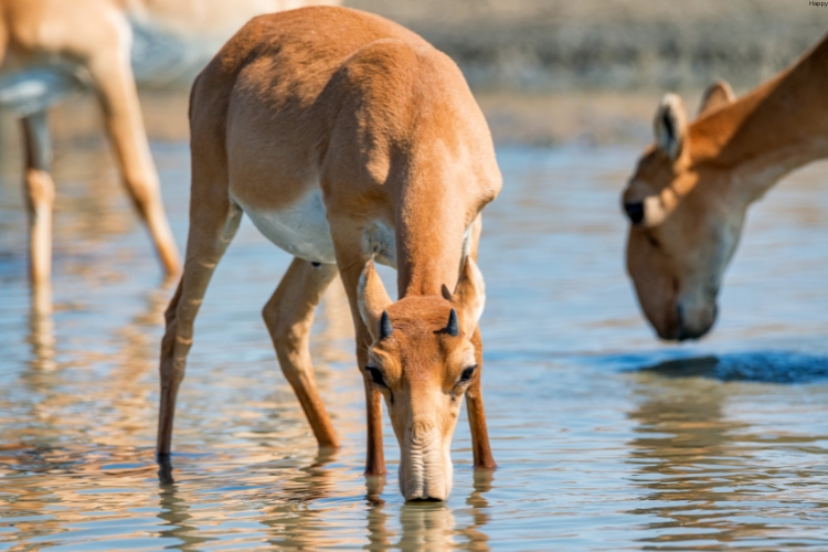 Saiga Antelope are drinking water
