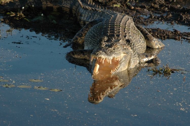 Saltwater Crocodile is opening mouth in water