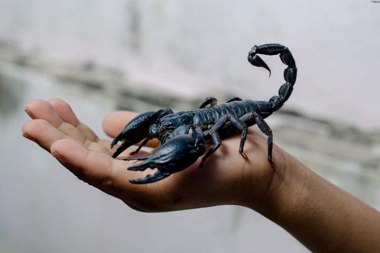 Scorpion is on human hands