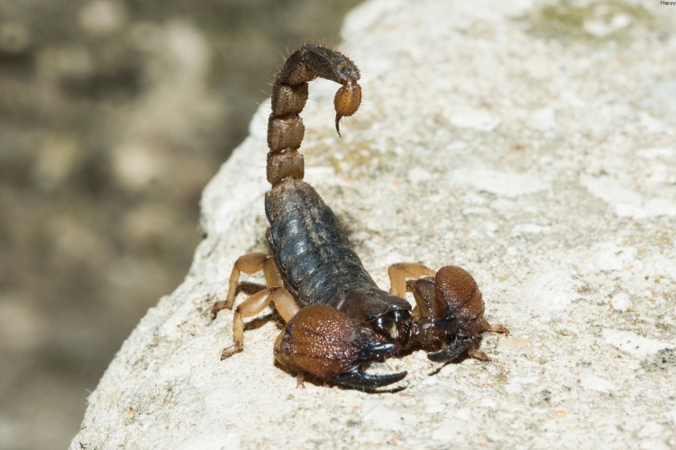 Scorpions is on rocks