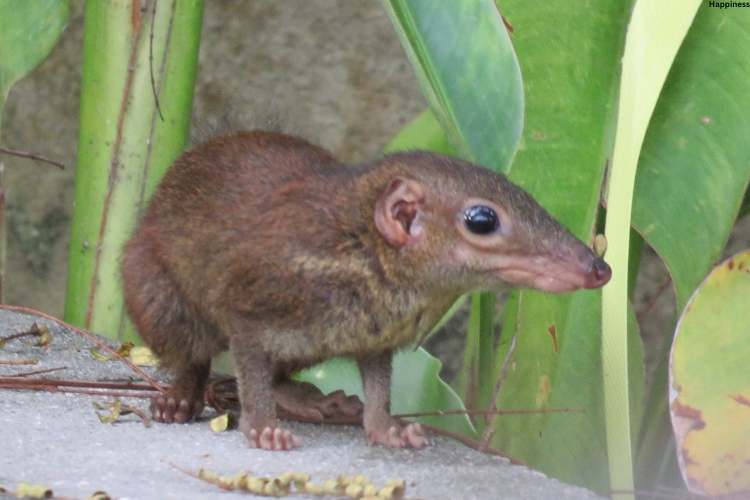 Shrews is watching somewhere while standing