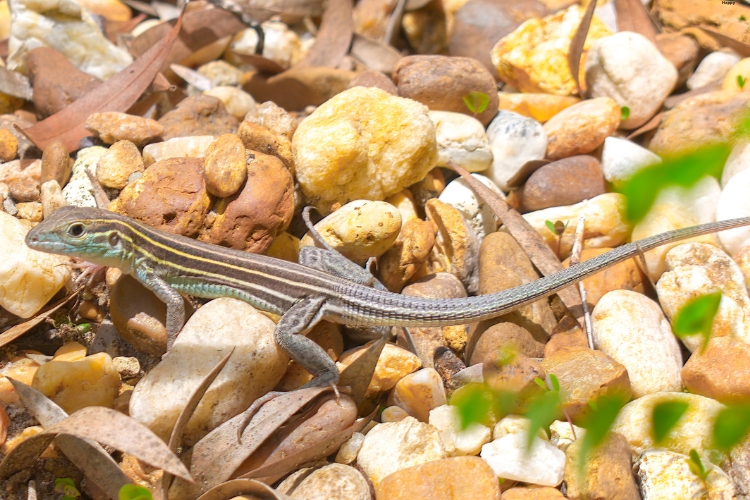 Six-lined Racerunner is walking on stones