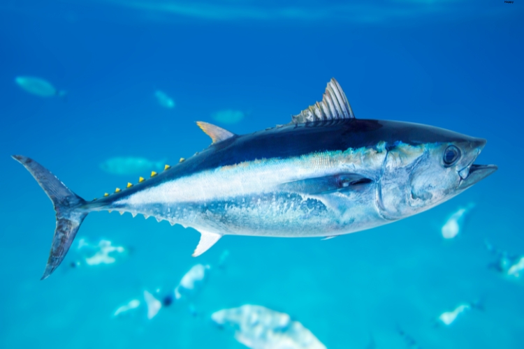 Skipjack Tuna is in water