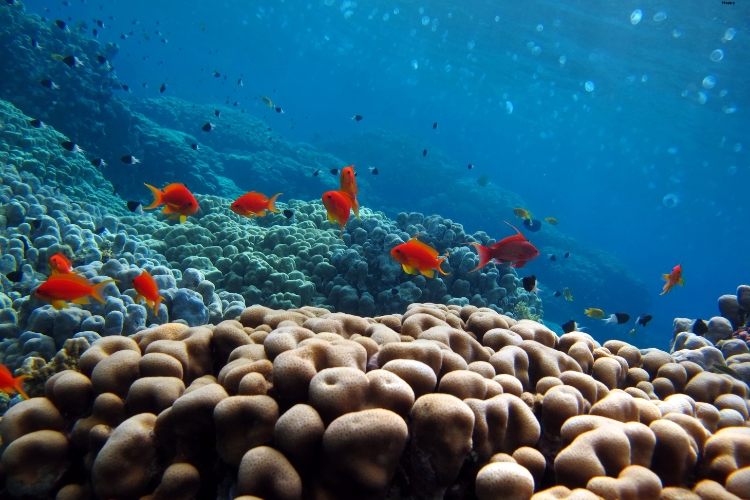 Some babies fishes are under water