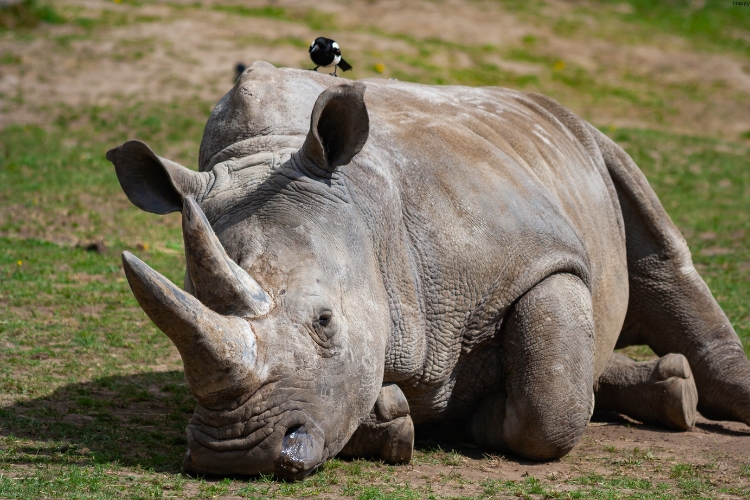 Southern White Rhinoceros is sitting on ground