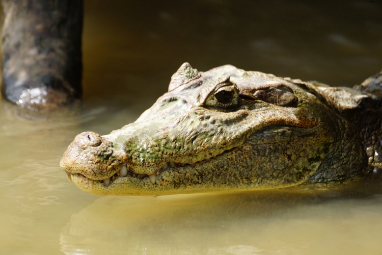 Spectacled Caiman is in the lake