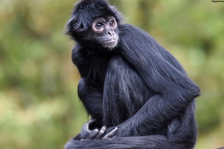 Spider Monkey is watching somewhere while sitting on tree