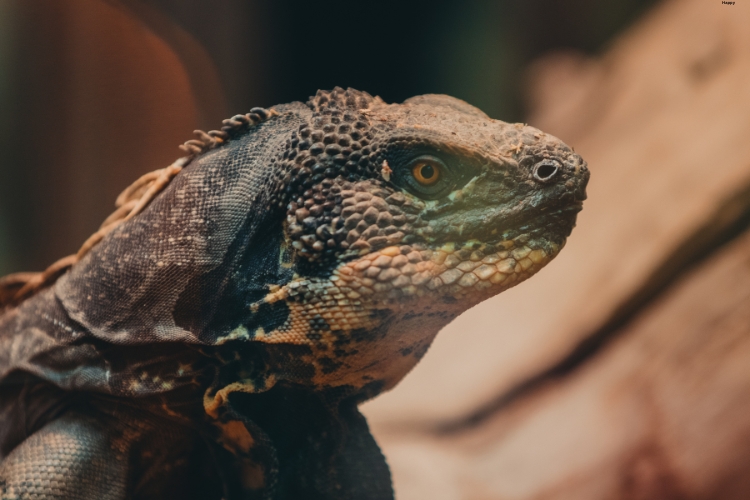 Spiny-tailed Iguana is watching somewhere