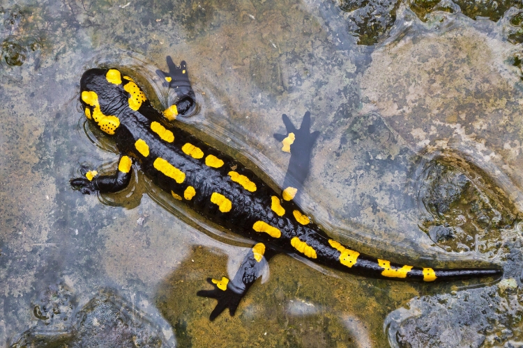 Spotted Salamander is in little water