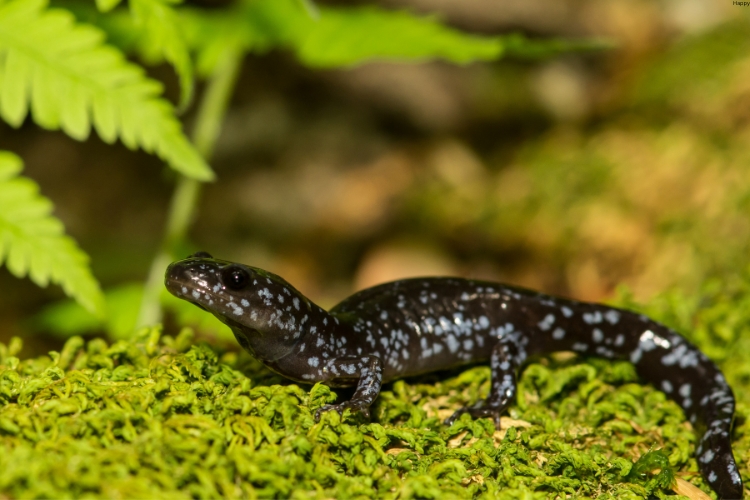 Spotted Salamander is on grass